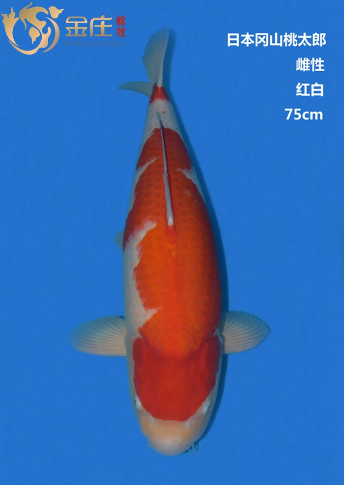 桃太郎75CM雌性紅白錦鯉