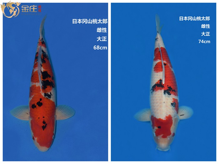 桃太郎大正三色錦鯉