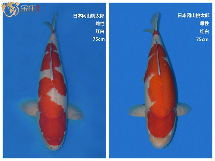 桃太郎紅白錦鯉