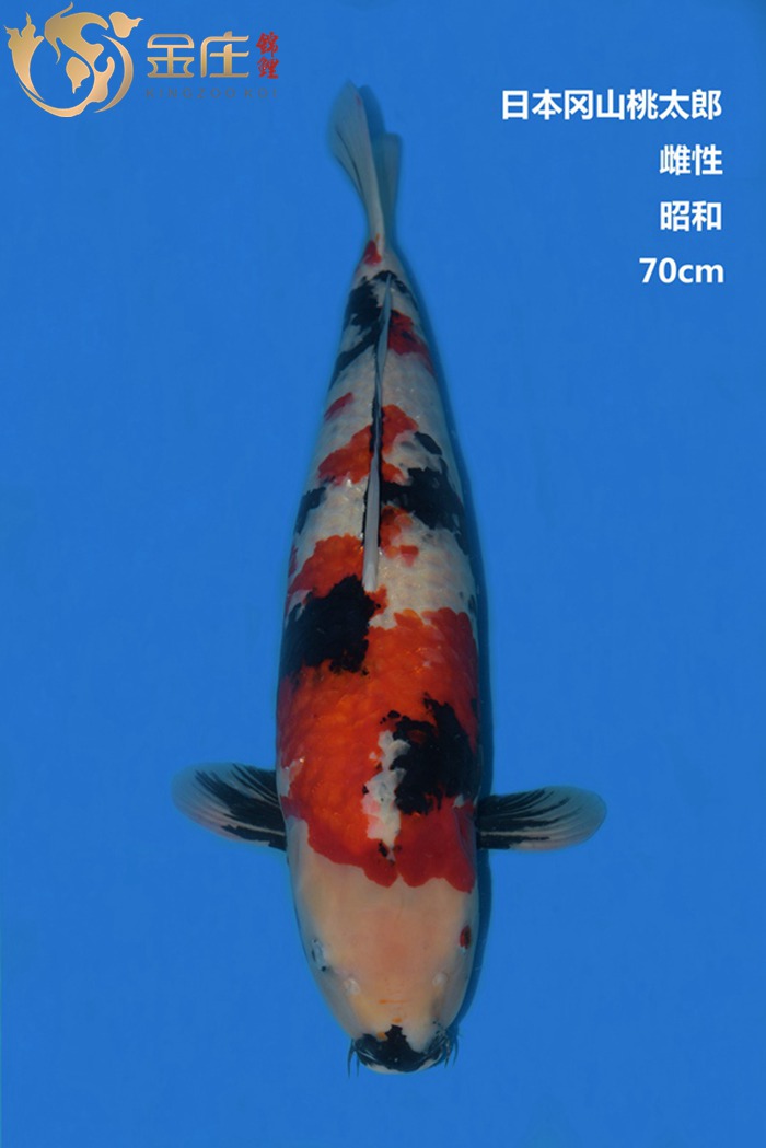 桃太郎70CM雌性昭和錦鯉