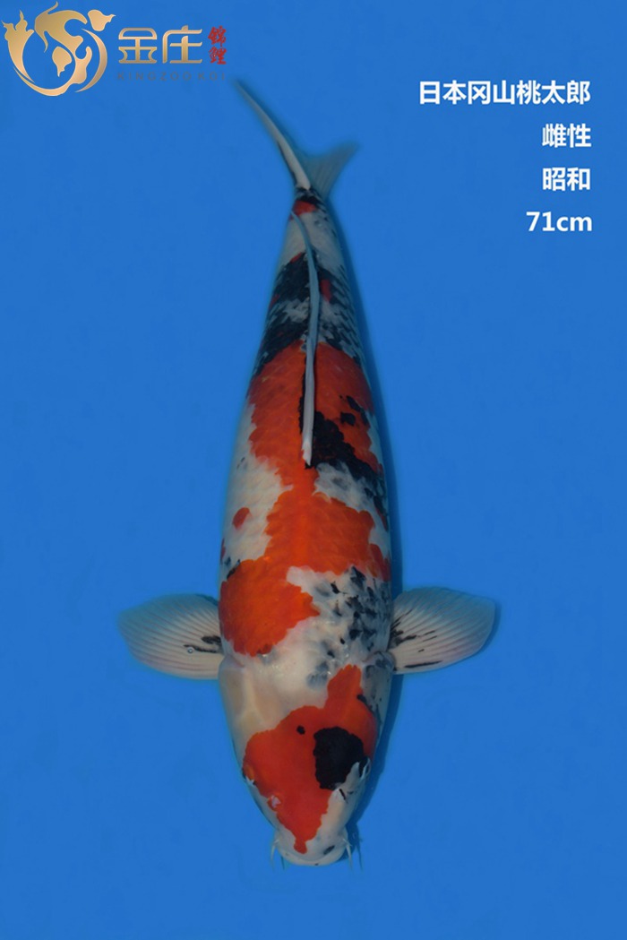 桃太郎71CM雌性昭和錦鯉