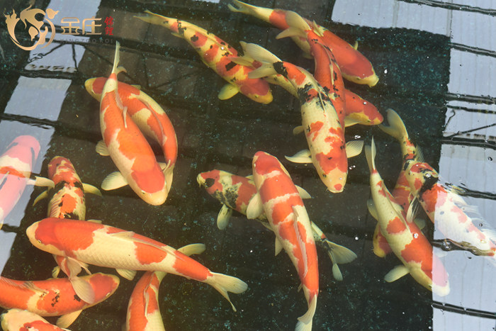 金莊日本桃太郎錦鯉