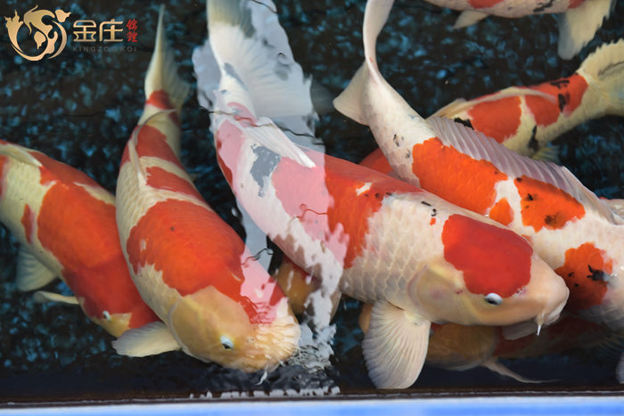 金莊桃太郎錦鯉 金莊桃太郎錦鯉