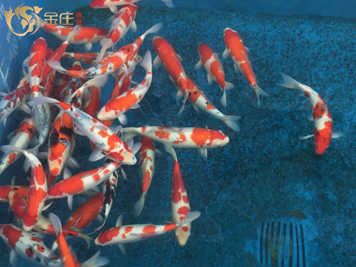 金莊桃太郎錦鯉 金莊桃太郎錦鯉