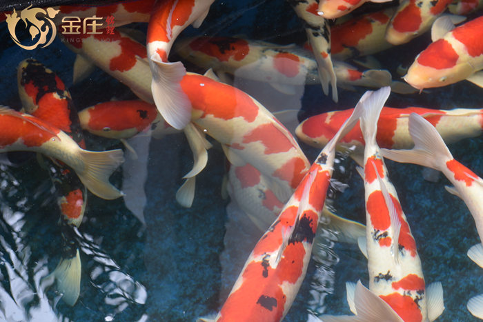 金莊桃太郎錦鯉 金莊桃太郎錦鯉