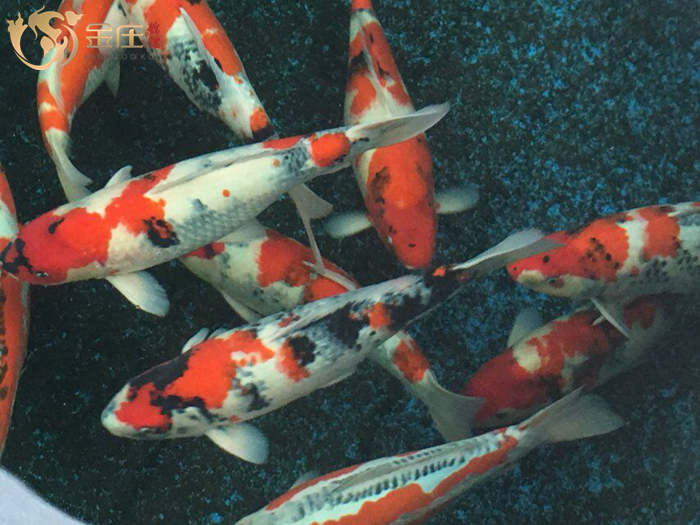 金莊日本桃太郎錦鯉