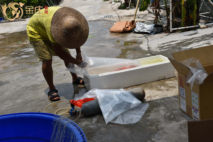金莊桃太郎錦鯉打包發貨 金莊桃太郎錦鯉打包發貨
