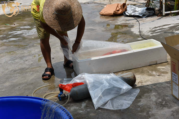 金莊桃太郎錦鯉打包發貨 金莊桃太郎錦鯉打包發貨