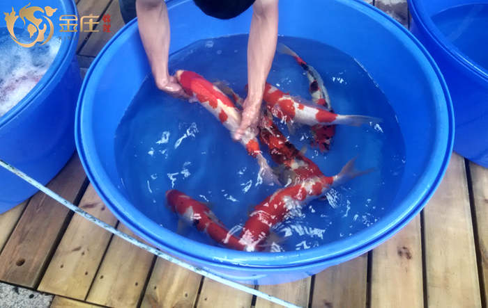 金莊桃太郎錦鯉的拿魚姿勢 金莊桃太郎錦鯉的拿魚姿勢