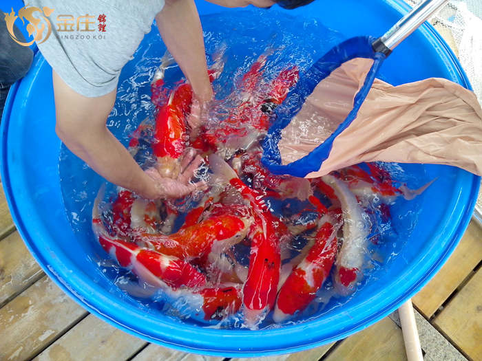 金莊桃太郎錦鯉的拿魚姿勢 金莊桃太郎錦鯉的拿魚姿勢