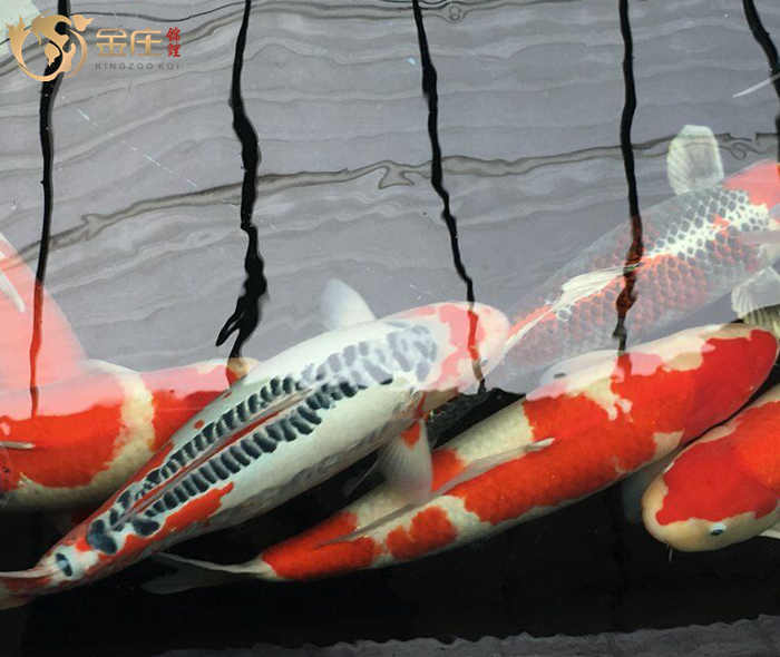 金莊日本桃太郎錦鯉