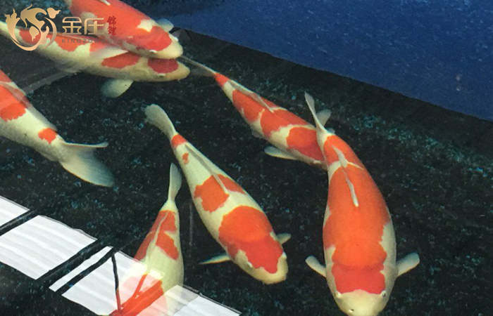 金莊桃太郎錦鯉B5池60-68cm雌性