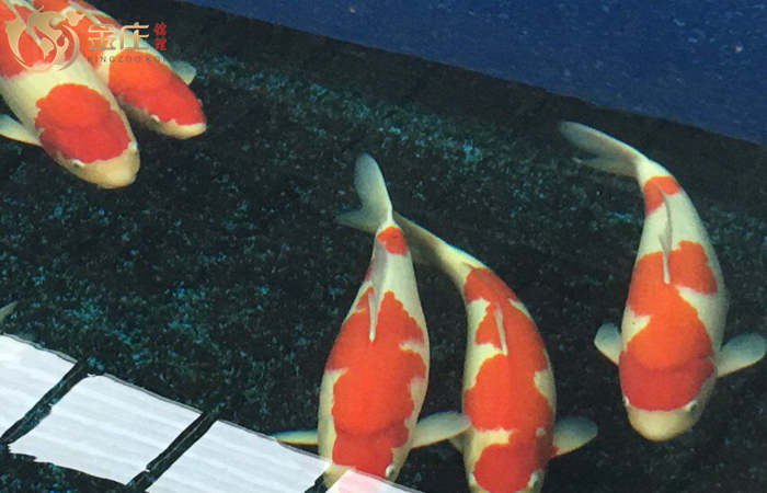 金莊桃太郎錦鯉B5池60-68cm雌性