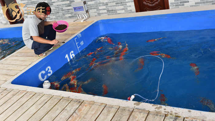 金莊日本桃太郎錦鯉 金莊日本桃太郎錦鯉