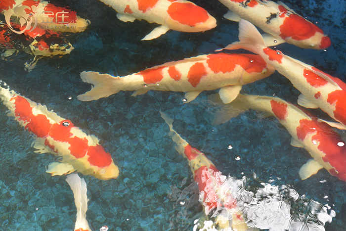 金莊日本桃太郎錦鯉