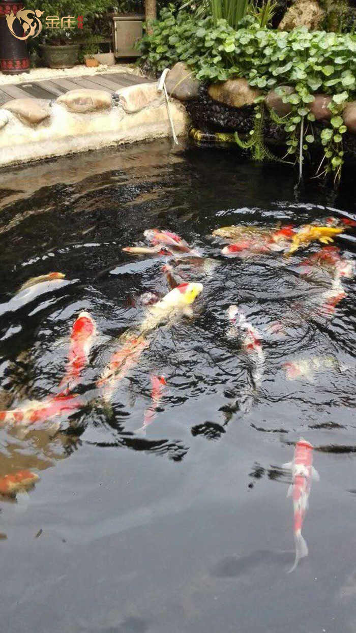 金莊的錦鯉已到湖南長沙