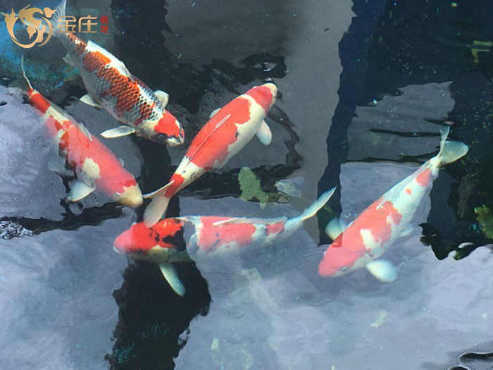 金莊日本桃太郎錦鯉 金莊日本桃太郎錦鯉