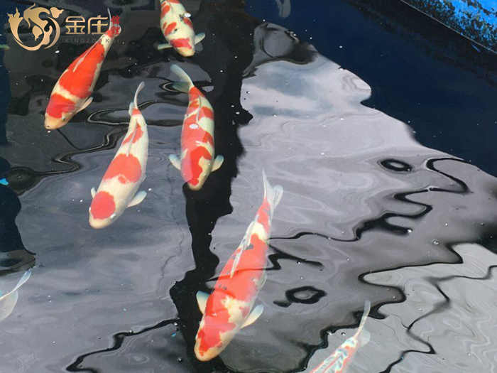 金莊日本桃太郎錦鯉 金莊日本桃太郎錦鯉