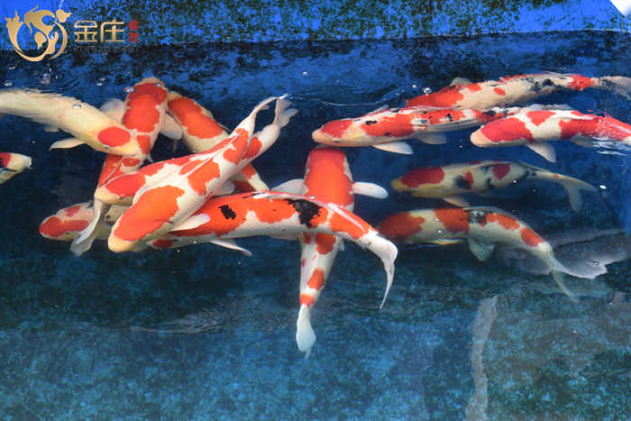 金莊日本桃太郎錦鯉 金莊日本桃太郎錦鯉
