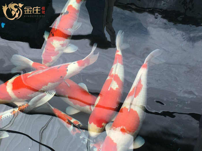 金莊日本桃太郎錦鯉