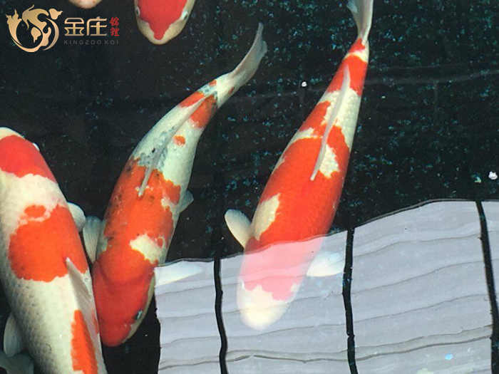 金莊日本桃太郎錦鯉 金莊日本桃太郎錦鯉