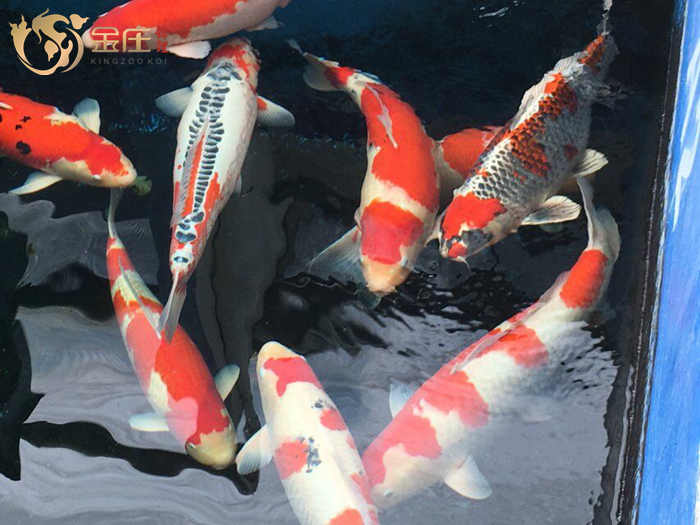 金莊日本桃太郎錦鯉 金莊日本桃太郎錦鯉