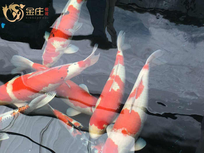 金莊日本桃太郎錦鯉 金莊日本桃太郎錦鯉