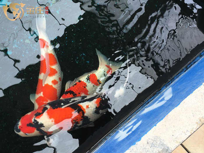 金莊日本桃太郎錦鯉 金莊日本桃太郎錦鯉