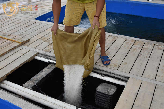 金莊工作人員(yuán)在放(fàng)魚藥 金莊工作人員(yuán)在放(fàng)魚藥