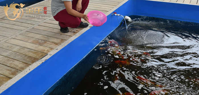 金莊工作人員(yuán)在喂食 金莊工作人員(yuán)在喂食
