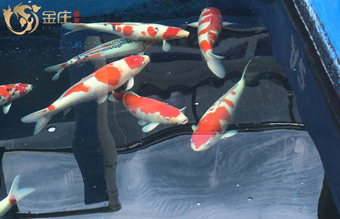 金莊日本桃太郎錦鯉
