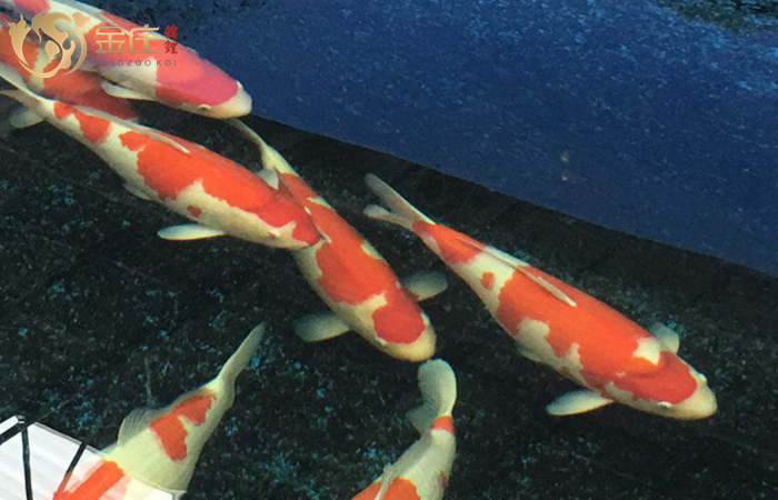 金莊桃太郎錦鯉B5池60-68cm雌性