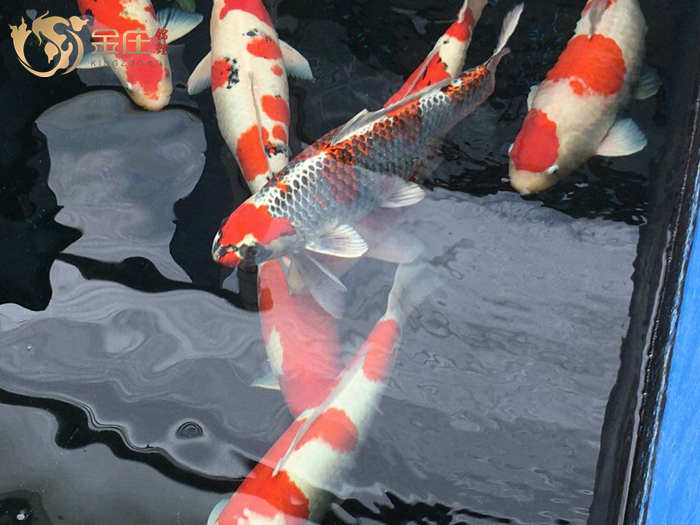 金莊日本桃太郎錦鯉 金莊日本桃太郎錦鯉