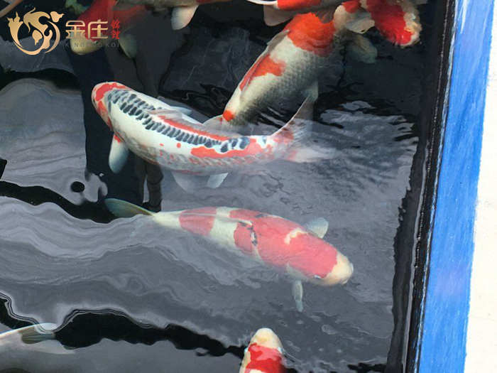 金莊日本桃太郎錦鯉 金莊日本桃太郎錦鯉