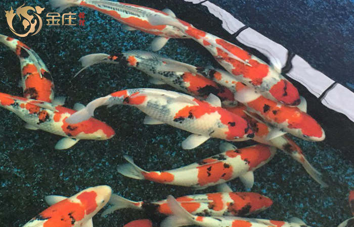 金莊桃太郎錦鯉B4池60-68cm雌性