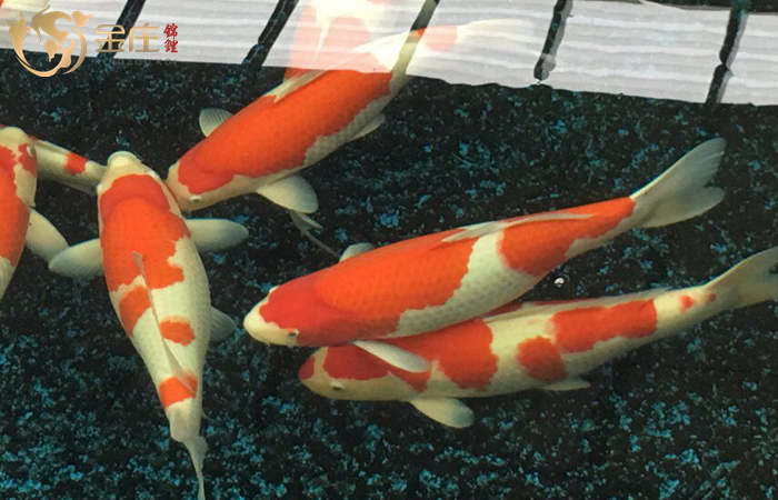 金莊桃太郎錦鯉B5池60-68cm雌性