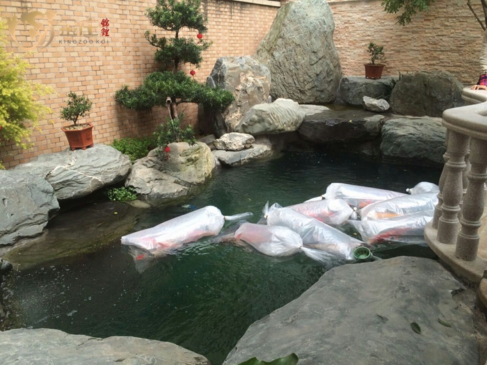 清遠曾生家的魚池 清遠曾生家的魚池