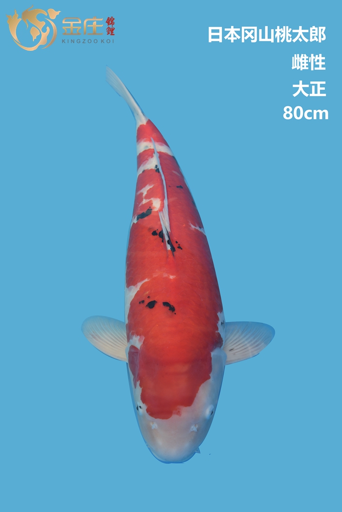 桃太郎80cm大正錦鯉