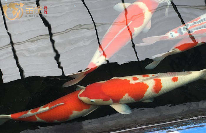 金莊桃太郎錦鯉