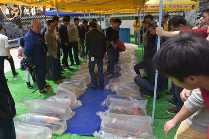 金莊錦鯉銷售會活動