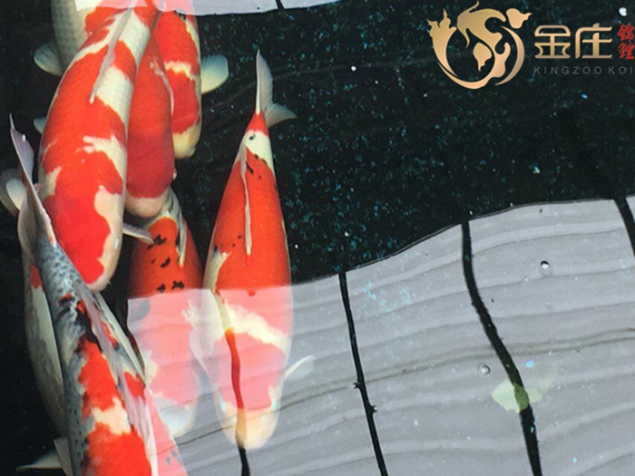 日本桃太郎錦鯉 日本桃太郎錦鯉