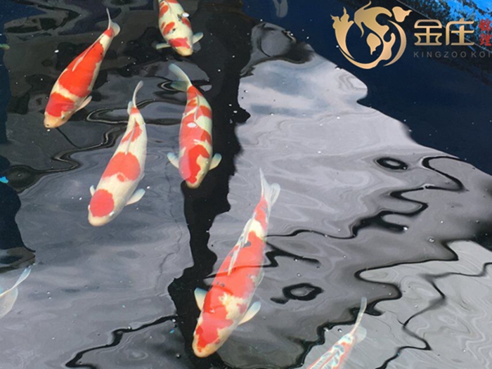 金莊桃太郎錦鯉