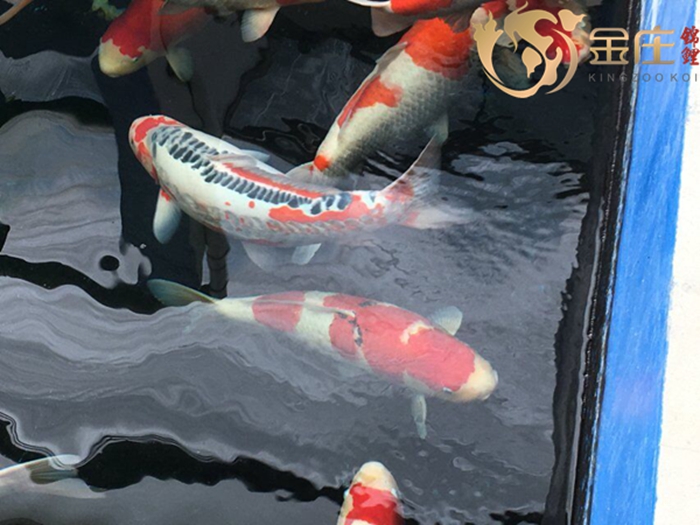 金莊桃太郎錦鯉