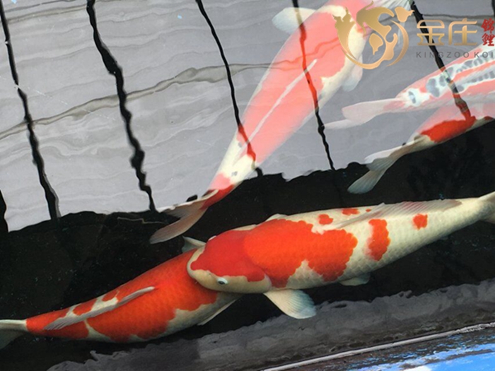 金莊桃太郎錦鯉