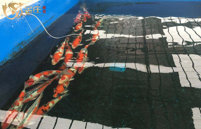 金莊日本桃太郎錦鯉