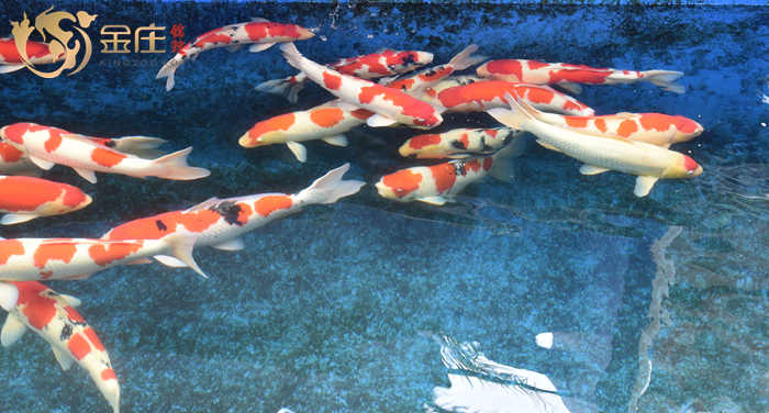 金莊日本桃太郎錦鯉