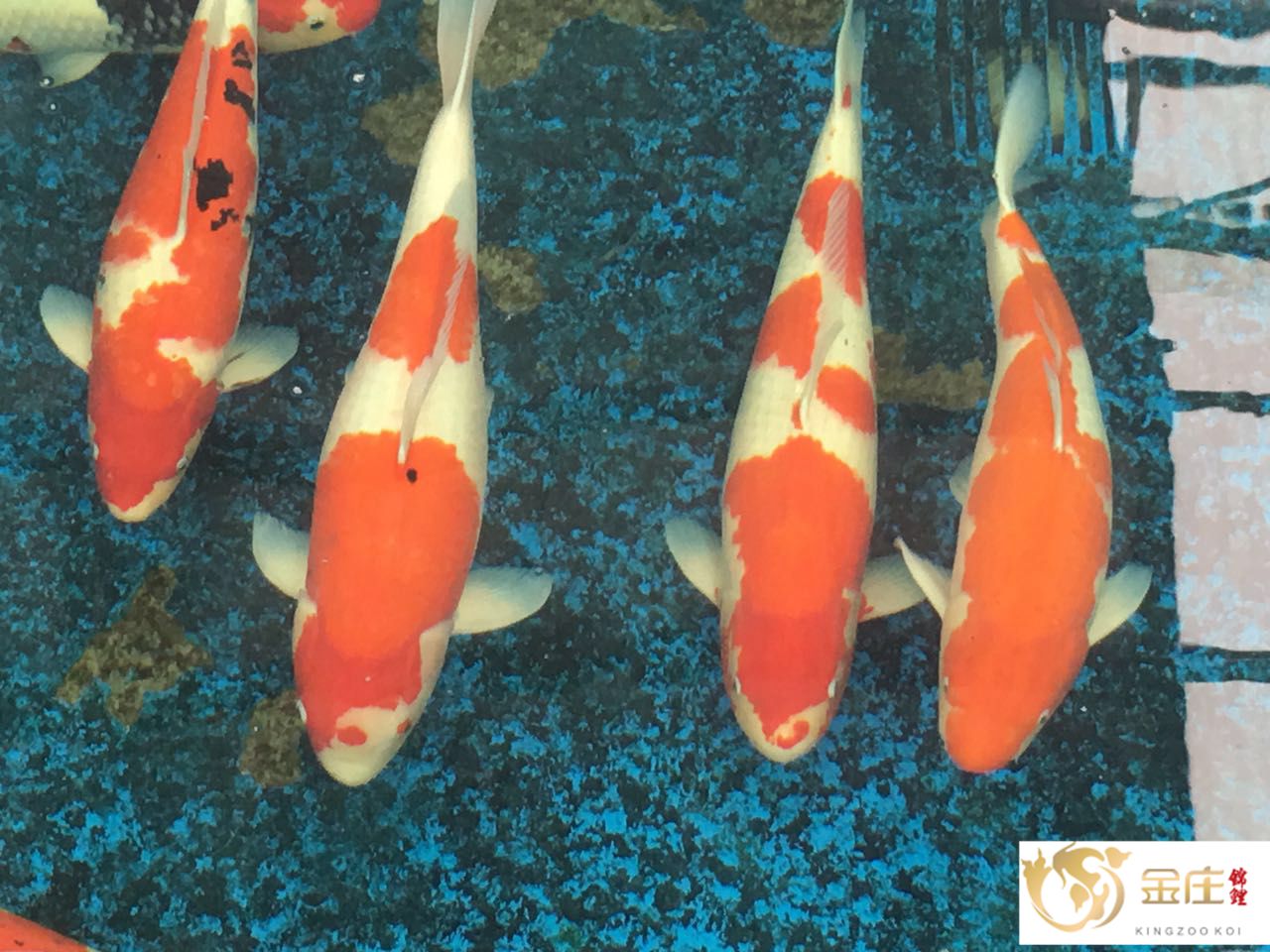 147713796544441229_副本.jpg 147713796544441229_副本.jpg