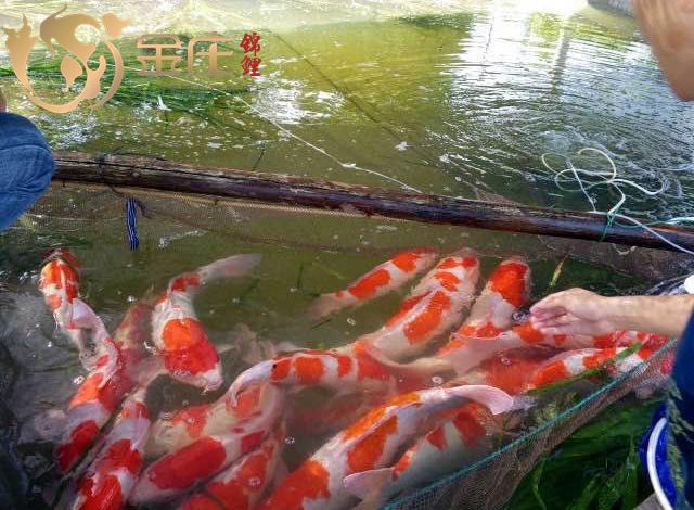 151586509787232817_副本.jpg 151586509787232817_副本.jpg