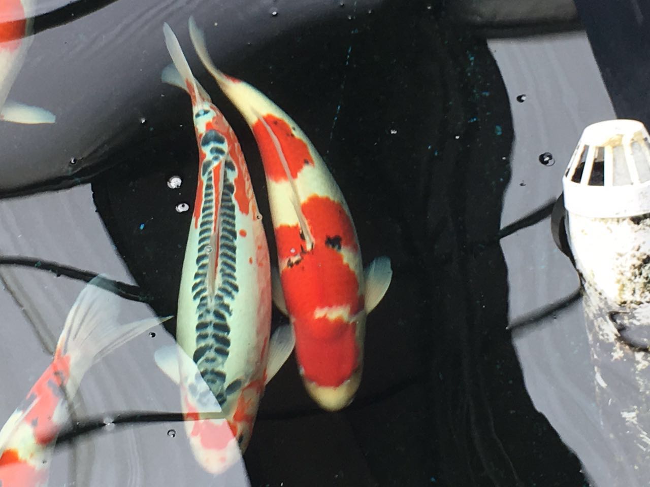 458832110275937998.jpg 458832110275937998.jpg